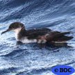 Manx Shearwater