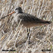 Marbled Godwit