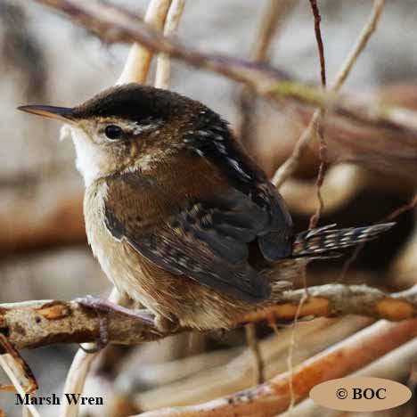 Birds of Cuba