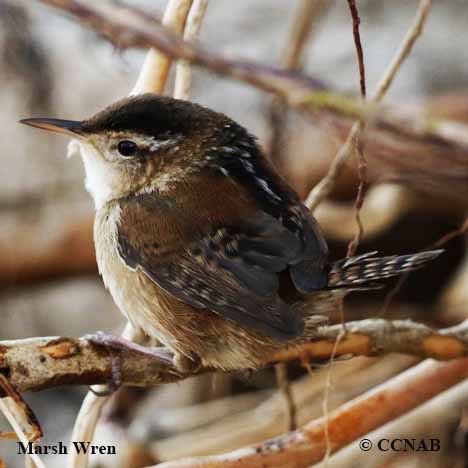 Birds of Cuba