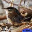 Marsh Wren