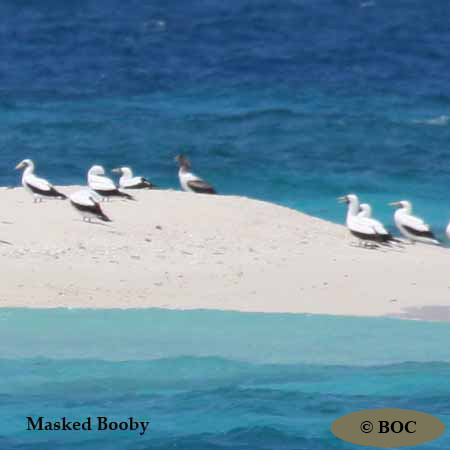 Birds of Cuba