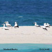 Masked Booby