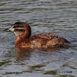 Masked Duck