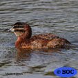 Masked Duck