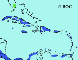 Masked Duck range