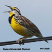 Meadowlarks