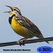 Birds indexed from M to R