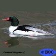 Mergansers
