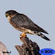 Merlin