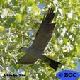 Mississippi Kite