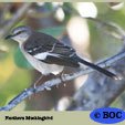 Mockingbirds
