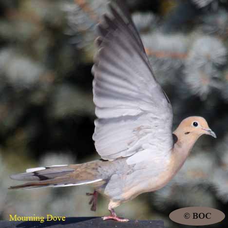 Birds of Cuba