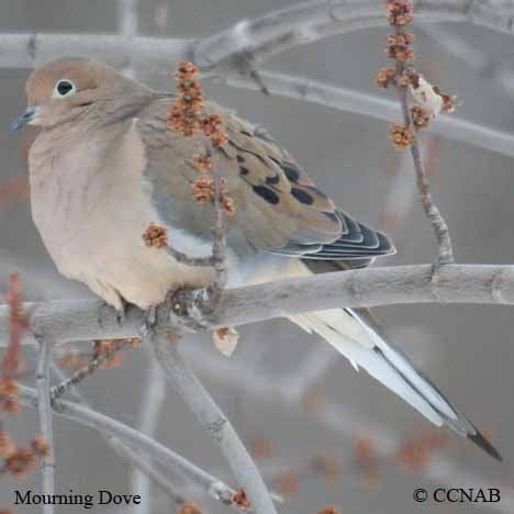 Mourning Dove