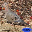 Mourning Dove
