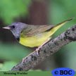 Mourning Warbler