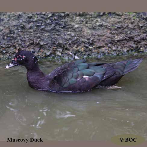 Birds of Cuba