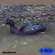 Muscovy Duck