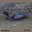 Muscovy Duck