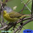 Nashville Warbler