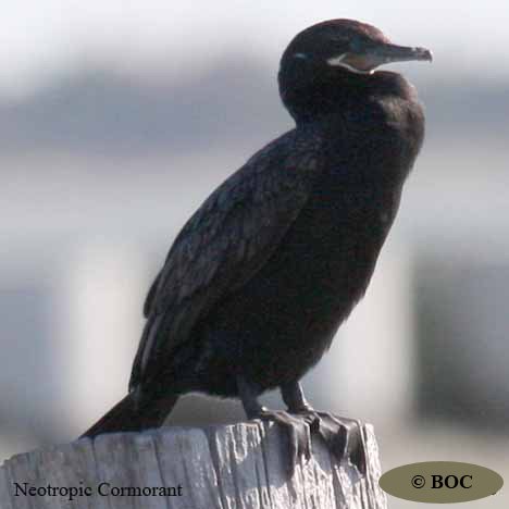 Birds of Cuba
