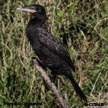 Neotropic Cormorant