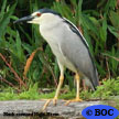 Night-Herons