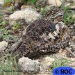 Nightjars