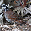 Bobwhites