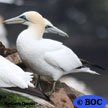 Nothern Gannet