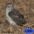 Northern Harrier