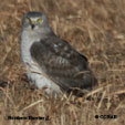 Northern Harrier