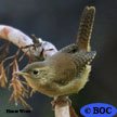 Northern House Wren