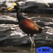 Northern Jacana
