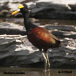 Jacana