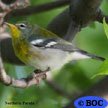 Northern Parula