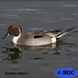 Northern Pintail