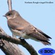Northern Rough-winged Swallow