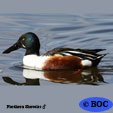 Northern Shoveler