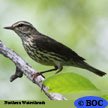 Northern Waterthrush