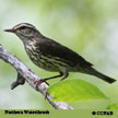 Northern Waterthrush