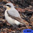 Northern Wheatear