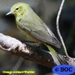 Orange-crowned Warbler