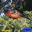 Orchard Oriole