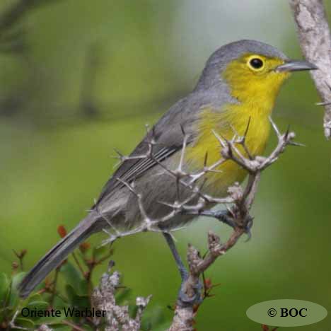 Birds of Cuba