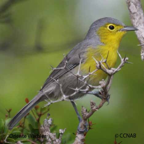 Birds of North America