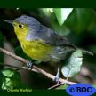 Oriente Warbler