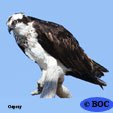Osprey