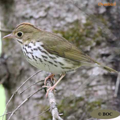 Birds of Cuba
