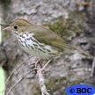 Ovenbird